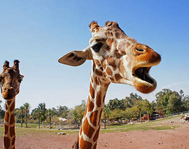 神秘的《長頸鹿》生態　到了夜晚就會特別愛唱歌！？