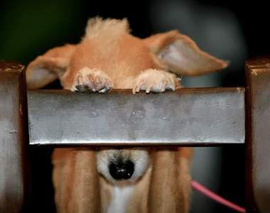 《狗狗躲貓貓》和貓咪的高超技術比起來…狗狗就…