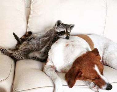 《自以為是狗的浣熊》最喜歡跟狗朋友抱抱♥