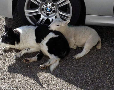 《以為自己是狗狗的羊》蹦蹦跳跳的羊咩咩