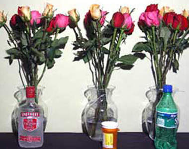 都市傳傳說《威而鋼可以讓花不謝》網友做實驗出現超驚人結果！？