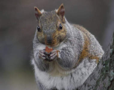 《冬天的胖松鼠》人家是壯不是胖(塞)