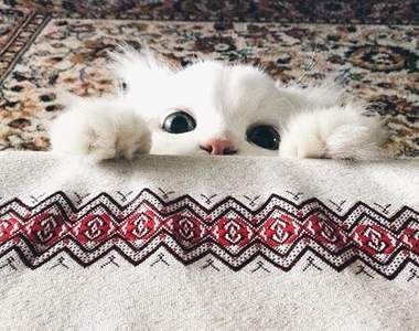 《遮住一半的貓》若隱若現比較美嘛