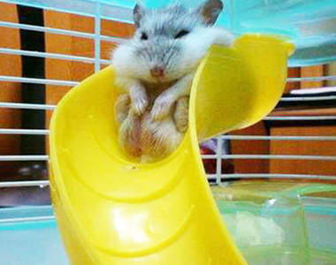 胖胖動物的《爆笑動圖》說好的溜滑梯呢（卡）