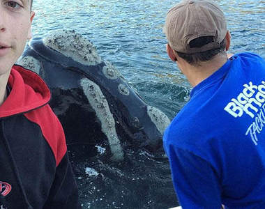 澳洲港口出現《向人類求救的鯨魚》最後有救援成功嗎？