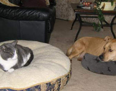 《貓與狗的地位》狗狗大床讓給貓 自己睡小床（無奈臉）