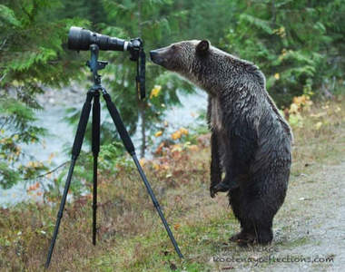 攝影師取材中《觀察攝影師的動物們》你在做什麼呢？