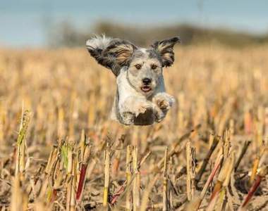 《狗狗飛越照》還真的是名符其實的「飛狗」呢（ノゝ∀