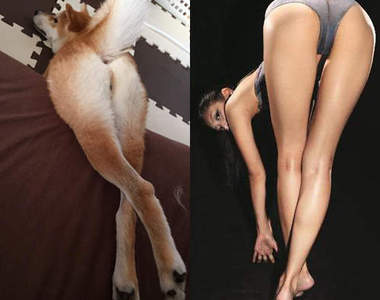 推特爆紅《性感柴犬》名模級美腿你招架得住嗎ww