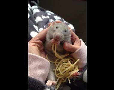 《料理鼠王》真鼠版？不過這隻只會吃而已啦