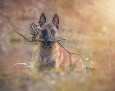 《狗狗與貓頭鷹的友誼》夢幻到像是迪士尼動畫的畫面