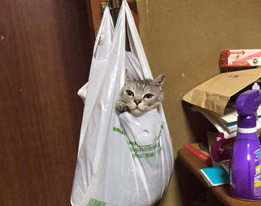 《萌萌袋子貓》對喵星人來說塑膠袋就是好吊床的概念ww