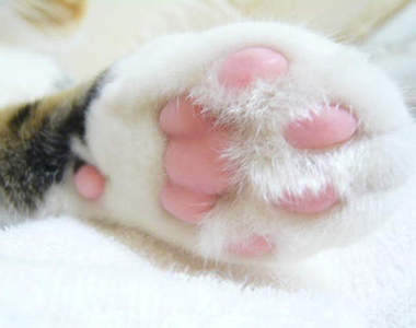 《貓肉球香味護手霜》貓肉球到底是什麼味道呢?(被巴)