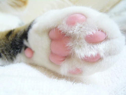 貓肉球香味護手霜 貓肉球到底是什麼味道呢 被巴