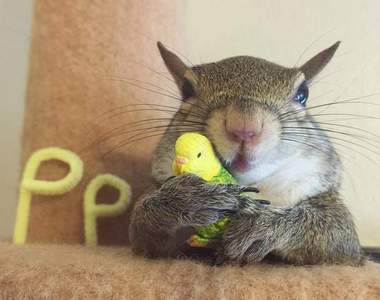 超可愛《獲救松鼠》完全融入家庭成為網路人氣明星了♥