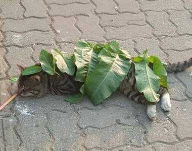 《任人擺布的貓》咦？這是我熟悉的喵星人嗎？