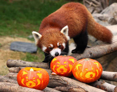 《小熊貓與南瓜大戰》看來南瓜真的是相當難纏的對手啊（攻擊）