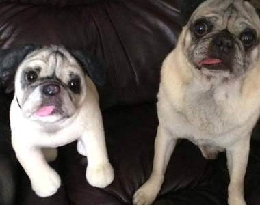 《寵物絨毛化服務》複製一個能永遠陪伴你的毛小孩