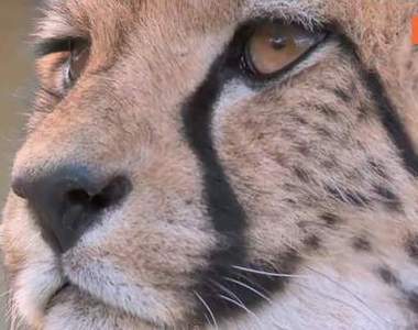 《被當寵物養的獵豹》還跟家中狗狗是好朋友...