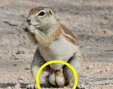 《南非地松鼠》超意外萌點發現　小動物真的不適合這麼大顆啦www（掩面）