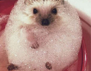 《動物愛洗澡》毛茸茸的入浴濕身秀大放送♥