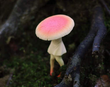 有毒的《毒蘑菇妖精》轉蛋 有點詭異又有點可愛