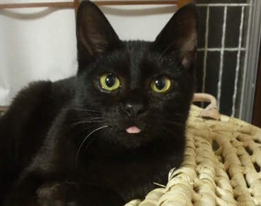 少見的《貓舌頭》超級萌 果然全身上下都是萌點啊