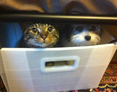 《以為自己是貓咪的狗狗》JOJO我不當狗狗啦－－（？）