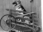 《明治時代犬力機》名符其實的奶油犬? 《明治時代犬力機》名符其實的奶油犬?