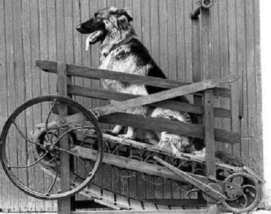 《明治時代犬力機》名符其實的奶油犬？