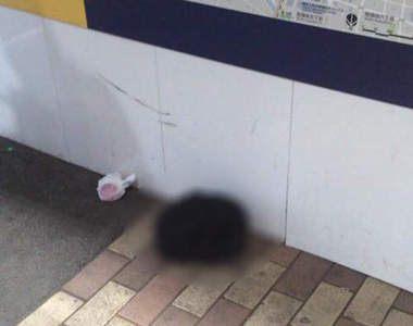 《路邊貓咪的真相》這些主人到底是有多糊塗啦wwww