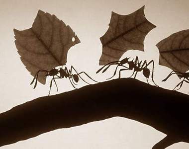 【衝擊事實】《認真工作的工蟻》其實是少數？認真工作的比例只佔了2.6%...