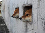 《壁犬》從牆壁洞裡探頭出來已經變成狗狗間的新流行惹嗎ww 《壁犬》從牆壁洞裡探頭出來已經變成狗狗間的新流行惹嗎ww