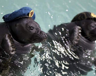 世界上最可愛的《海豹部隊》抱著槍轉圈也太萌了啊~