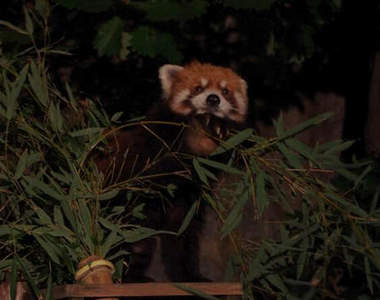 《夜晚的動物園》可以看到動物們不太一樣的面貌