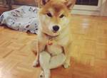 擁有人類坐姿的柴犬《Mikho》用屁屁坐比較舒服嘛~ 擁有人類坐姿的柴犬《Mikho》用屁屁坐比較舒服嘛~