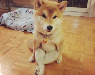 擁有人類坐姿的柴犬《Mikho》用屁屁坐比較舒服嘛~