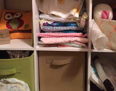 《忍者貓》飛簷走壁隱身都難不倒他們