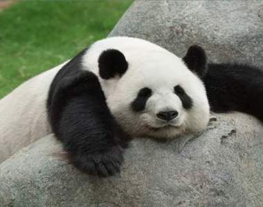 《12個貓熊不想生小孩的原因》懶就懶還這麼多藉口啊(躺)