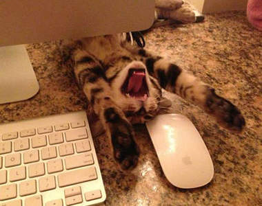 《各種礙事貓》這不是打擾!朕只是告訴你該休息了~