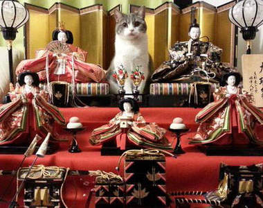 《雛壇貓》女兒節的主角不是雛人形而是貓老大啦Φ౪Φ