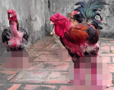 好可怕系列《越南恐龍雞》閱覽注意宵夜請勿吃雞爪