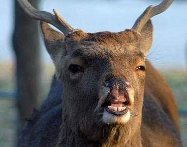 《鐵路公司與鹿的攻防戰》拜託你們不要再來了(´；ω；｀)