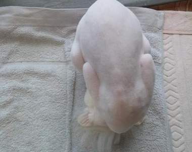 貓的《音速小子睡姿》是準備原地集氣後衝刺嗎XD