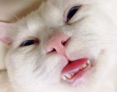 《熱門寵物宅文》2014　 謝謝毛小孩們每天的陪伴♥（抱緊）