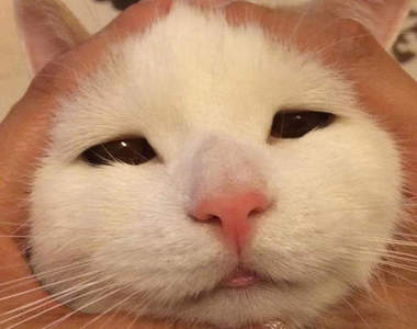 《貓臉飯糰》大流行的嬰兒顏面飯糰也出現了寵物版本♥（輕捏）