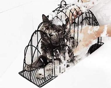 貓咪專用的《洗澡用貓籠》洗澡吹乾一次搞定