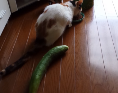 偷偷在貓咪背後放小黃瓜　你就會見識到貓咪的跳躍能力