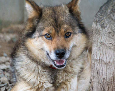 《川上犬》日本長野當地天然紀念物　凜然又不失可愛汪♥