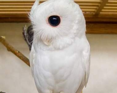 《稀有的白化動物》有種美叫陰錯陽差～